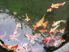 -华庭苑农家乐(旺山店)