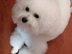 -翊宠yipet猫狗购宠庄园犬舍•猫舍