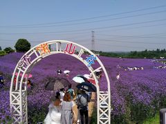 -紫颐香薰山谷景区