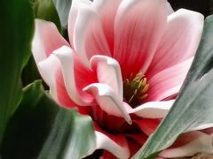 -花好悦园酒家(大石店)