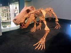 -墨尔本博物馆(Melbourne Museum)