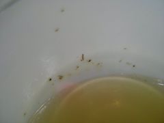 一层的虫子卵跟虫子-港式金翠茶餐厅