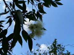 -罗浮山-南楼寺