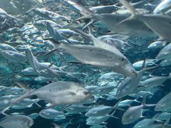 -上海海洋水族馆