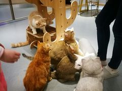 -飞行喵MR PILOT|猫舍·猫咖(静安大融城店)