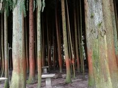 -武陵山森林公园