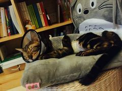 -中农大我爱我爱24h动物医院·中医针灸·猫专科·骨科医疗中心(双井店)