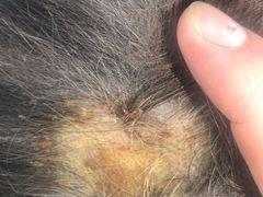 -康乐宝动物医院