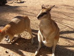 -费瑟代尔野生动物园