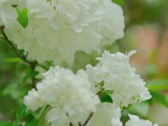 -上海滨江森林公园