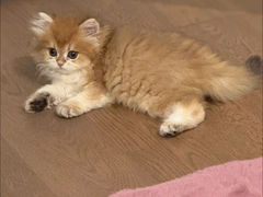 -小猫来了·猫舍(红山六九七九店)