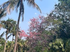 -中国科学院西双版纳热带植物园