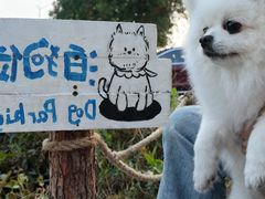 -翊宠yipet猫狗购宠庄园犬舍•猫舍