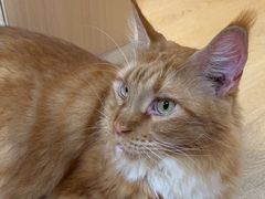 -MOCHA明星猫咖(田子坊店)
