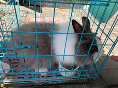 -志龙皇冠吃货椰子铺