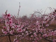 -麦当劳(中山公园龙之梦店)