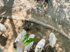 -石家庄市动物园