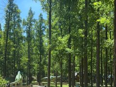 -黄海国家森林公园