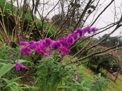 -铁山坪森林公园