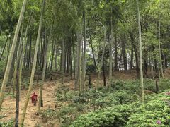 -莫干山风景区