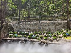 -牛背梁国家森林公园