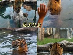 -上海野生动物园