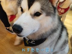 -Husky Go! 哈士奇体验馆·宠物咖啡厅狗咖