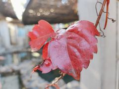 -春晖园度假酒店温泉