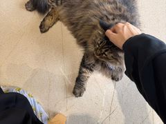 -藏猫猫咖啡主题馆(中央大道店)