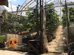 -马陆小张葡萄园农家乐