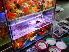 -双季花艺园艺市场(浦东店)