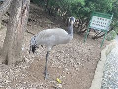 -燕塞湖鸟语林景区