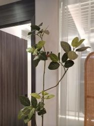 -花隐瑜伽·普拉提·红绳