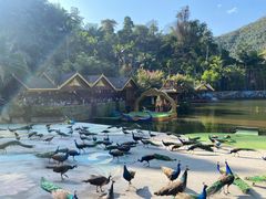 -西双版纳原始森林公园