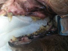 -菲丽丝宠物医院·24小时·猫科中心·免疫点(淮海分院)