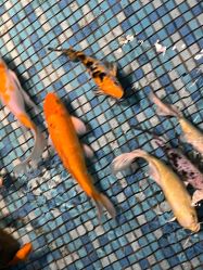 -酷嗒动物文化乐园(cutezoo西溪乐天城店)