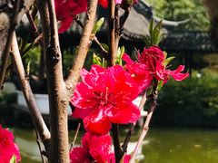 -上海醉白池公园
