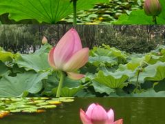 -陈家山荷花公园