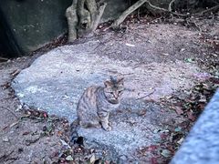 -火炉山森林公园