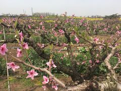 -南汇水蜜桃采摘(大团店)