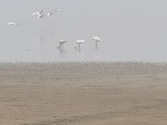 -鄱阳湖国家湿地公园