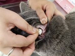 -美联众合动物医院·24h京西诊疗中心