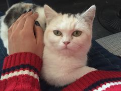 -吉丁鸟咖·异宠·寄养
