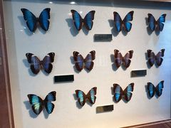 -上海昆虫博物馆