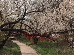 -樱桃沟景区