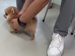 -美美宠物诊疗中心·异宠·骨科(滨江东信分院)