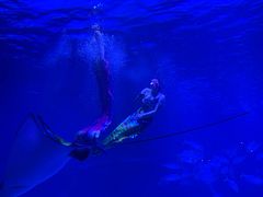 -烟台海昌鲸鲨海洋公园