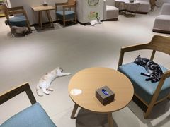 -藏猫猫咖啡主题馆(中央大道店)