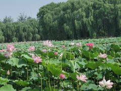 -东郊湿地公园