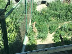 -新疆天山野生动物园